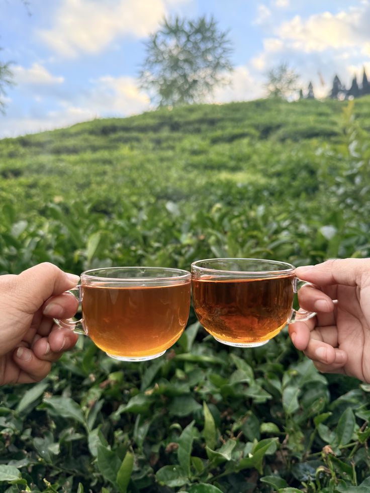 Temi Tea Garden